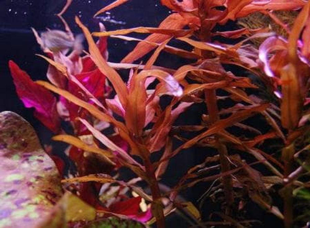 Несея красная, М (код 2038) Несея красная, М (код 2038)