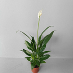 Спатифиллум Файн Вайн