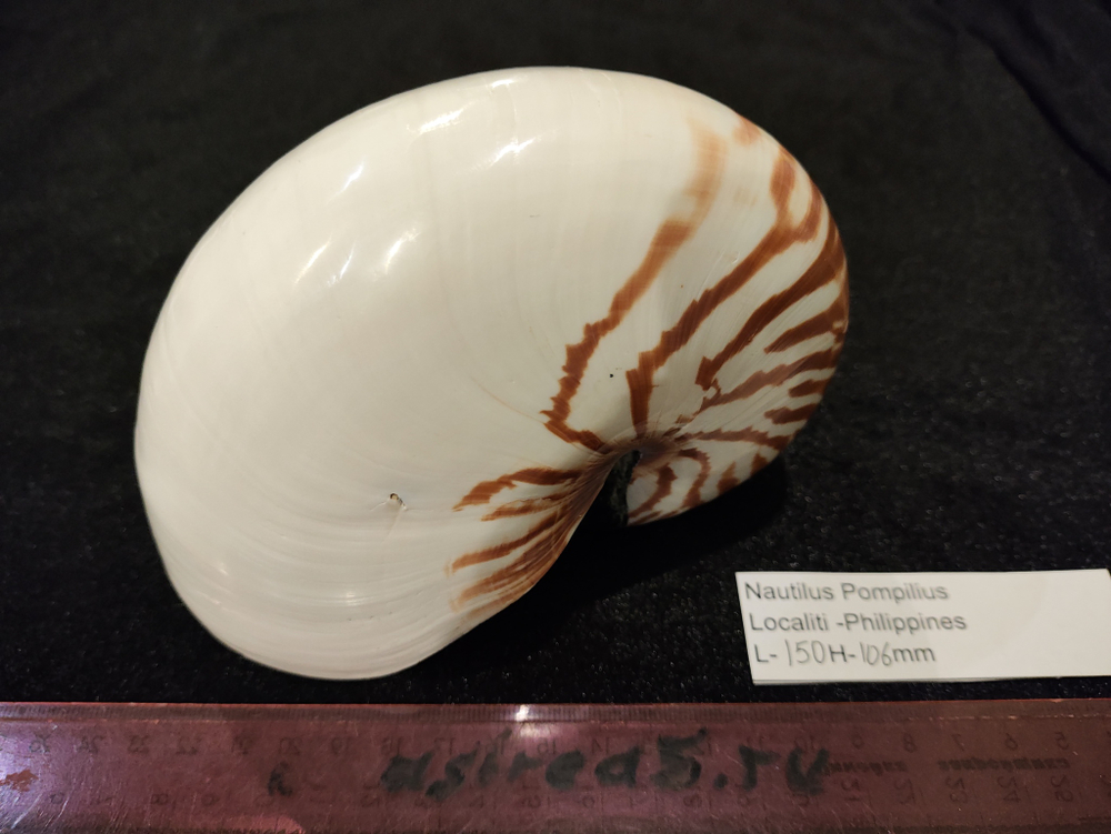Наутилус Помпилиус "110-185мм"