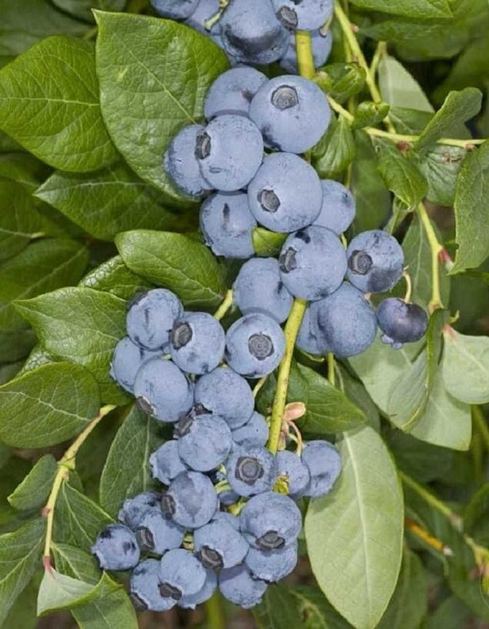 Валор (Valor) голубика 6-8 мес. (укорененный черенок)