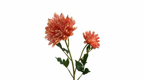 Хризантема Осенняя - Оранжевый