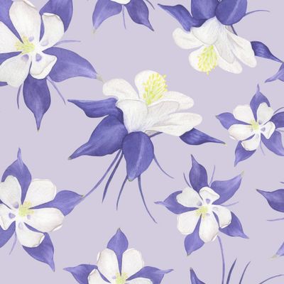 Акварельные цветы Аквилегии на лавандовом фоне.