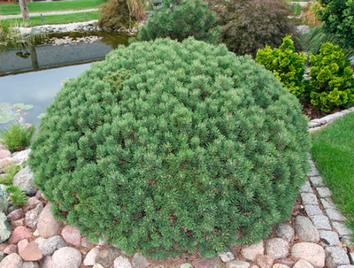 Cосна pinus mugo Minimops