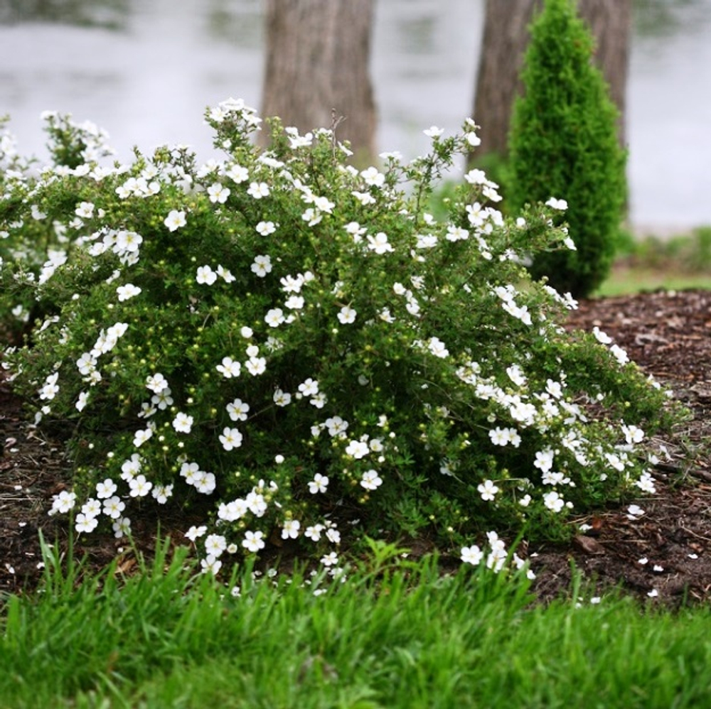 Лапчатка (Potentilla) fruticosa Abbotswood