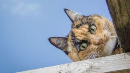 Российский ИИ займётся поиском пропавших кошек и собак