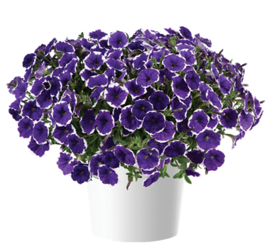 32242 Петуния CASCADIAS RIM VIOLET IMP. (Весна 24)