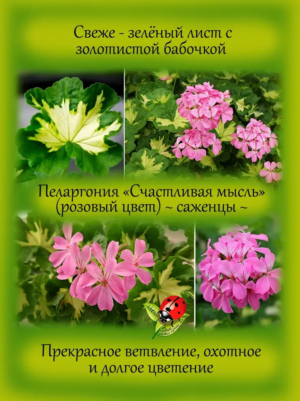 Пеларгония Счастливая мысль Хеппи Тач