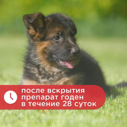 Капли ушные, препарат для лечения отитов микробной и грибковой этиологии АВЗ БАРС ФОРТЕ для кошек и собак, 20 мл