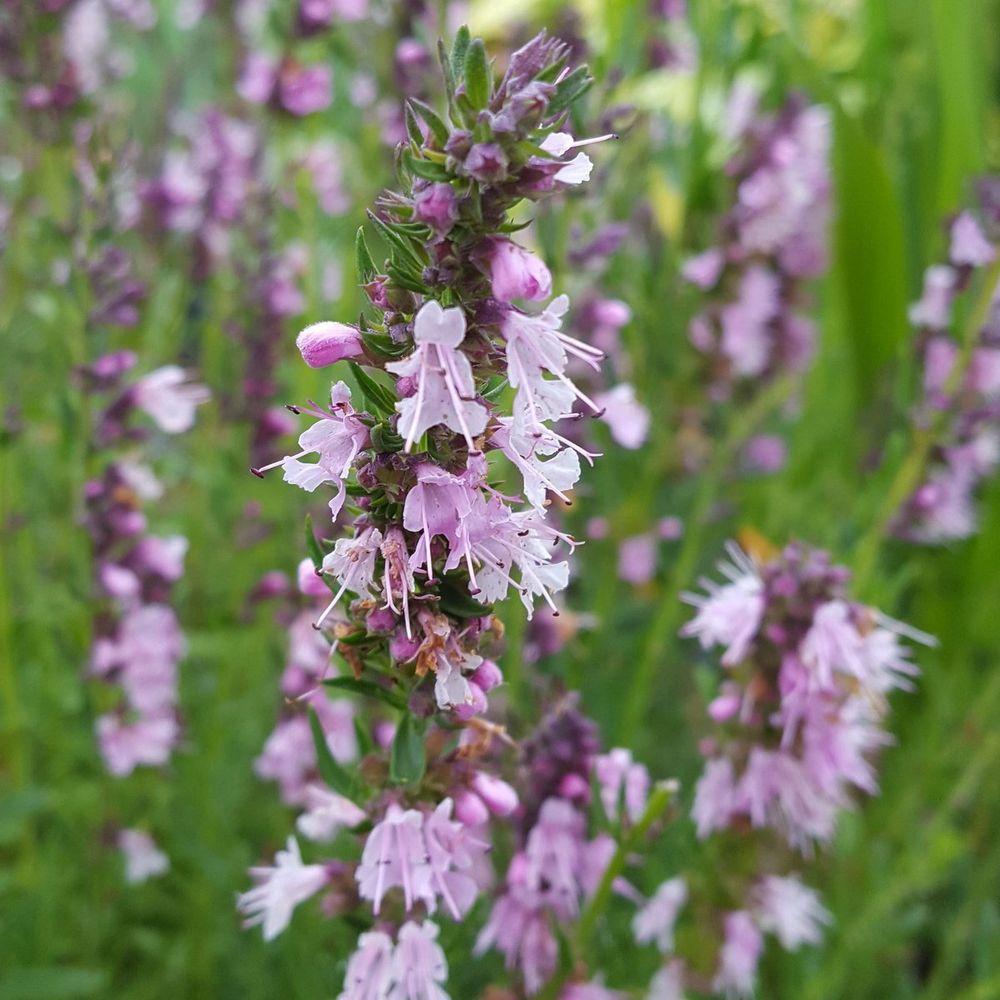 Иссоп лекарственный &quot;Roseus&quot;. Hyssopus officinalis &quot;Roseus&quot;.