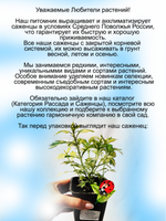 Полынь Жанлим вариегатная пёстролистная
