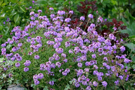 Вербена Лолипоп С2 Закупка М39 июнь 2026