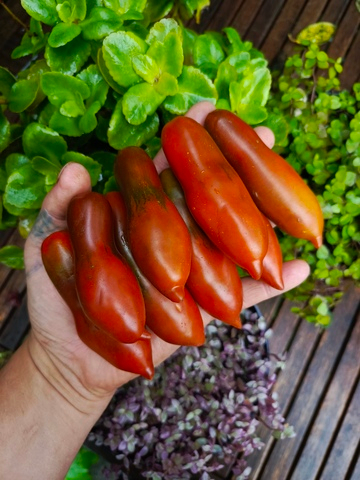 Фляшентомат Коричневый сорт томата