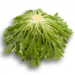 Эксайт семена салата хрустящего с сильно рассеченным листом (Rijk Zwaan / Райк Цваан)