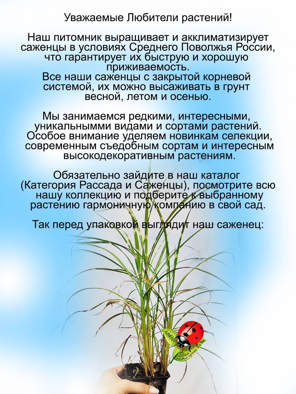 Злак Мискантус китайский Голд Бар