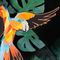 Birds of Paradise