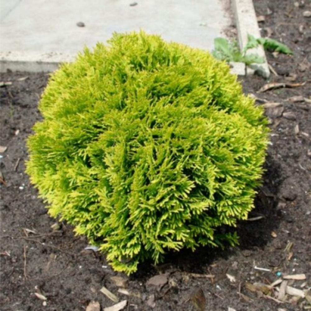 Туя западная Мириам С2 20-25