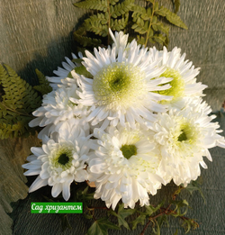 Крупноцветковая хризантема Мишка ☘ о.82