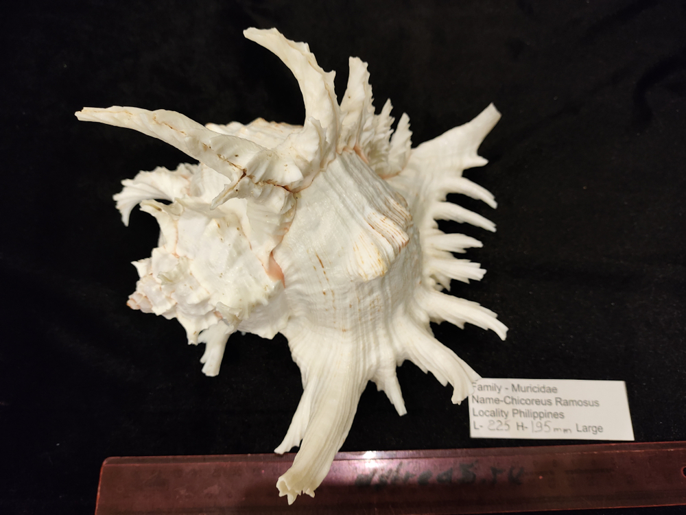 Мурекс Рамозус 135-250 мм