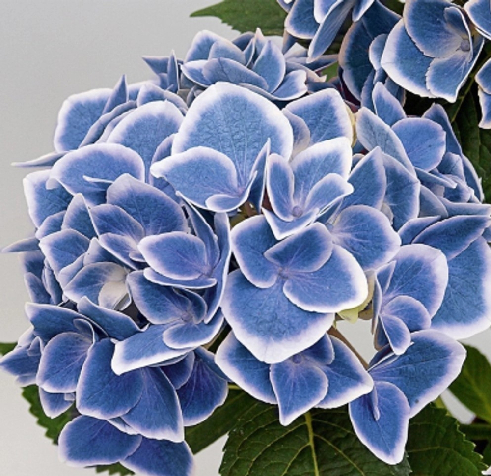 NEW TIVOLY BLUE/ НЬЮ ТИВОЛИ БЛЮ (СТАНДАРТ ПОСТАВКИ Р9) 2025г