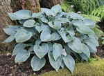 Бакшоу Блю (BUCKSHAW BLUE) хоста