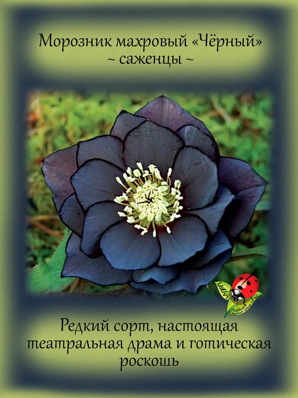 Морозник Черный махровый