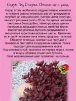 Седум Ред Спарклер Красный блеск очиток почвопокровный