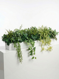 Растения для офиса в длинном кашпо