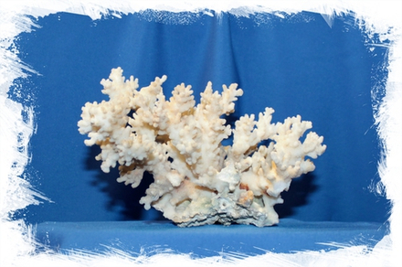 Коралл Поциллопора веррукоса 12-15 см