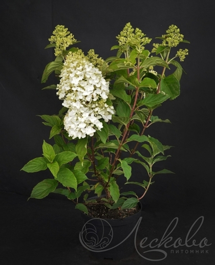 Гортензия метельчатая Sugar Rush