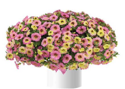 Калибрахоа OMBRE PINK