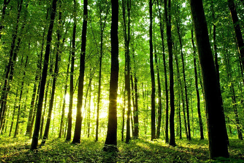 Бесшовные фотообои