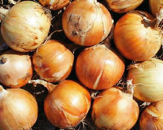 Спэниш Медальон F1 семена лука репчатого (Sakata / Саката) – фото 2