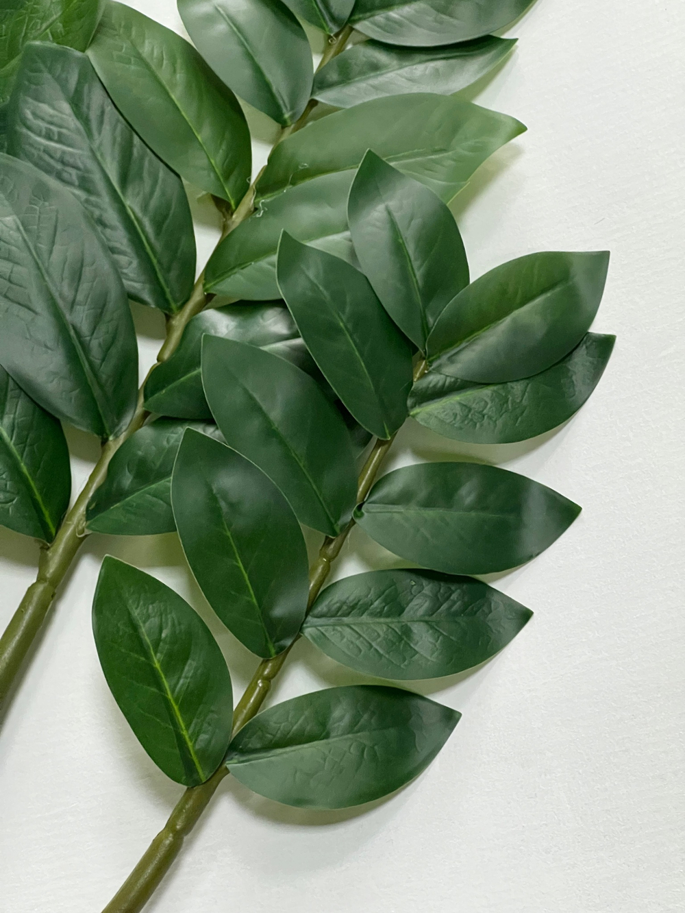 Замиокулькас ветки