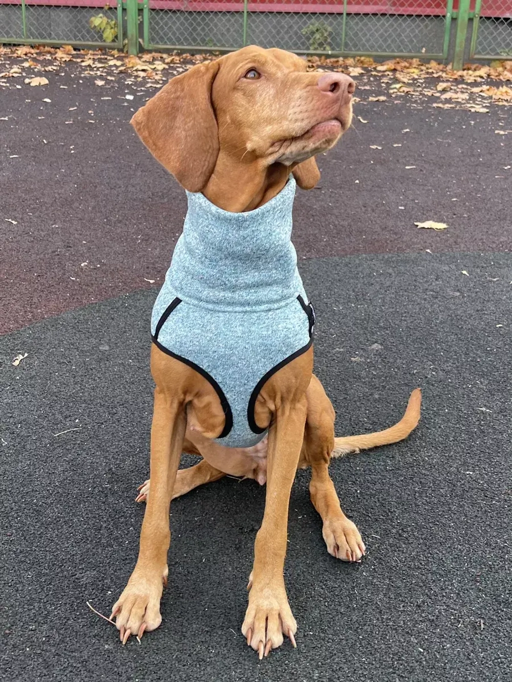 Свитер для собак на молнии попона