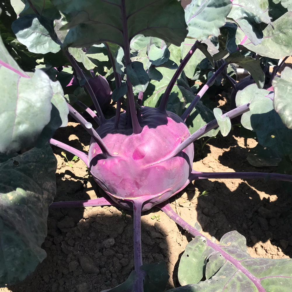 Укза F1 семена капусты кольраби (Rijk Zwaan / Райк Цваан)