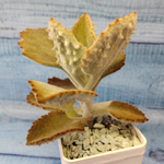 Kalanchoe Beharensis Fang (Каланхоэ)