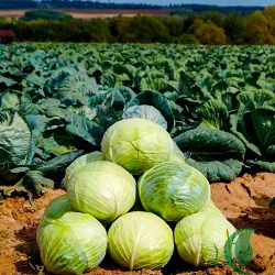 Капуста белокочанная Ларсия F1