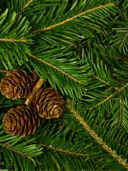 Еловые шишки и хвоя косметическая отдушка