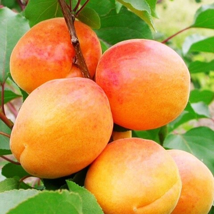 Абрикос Ульянихинский