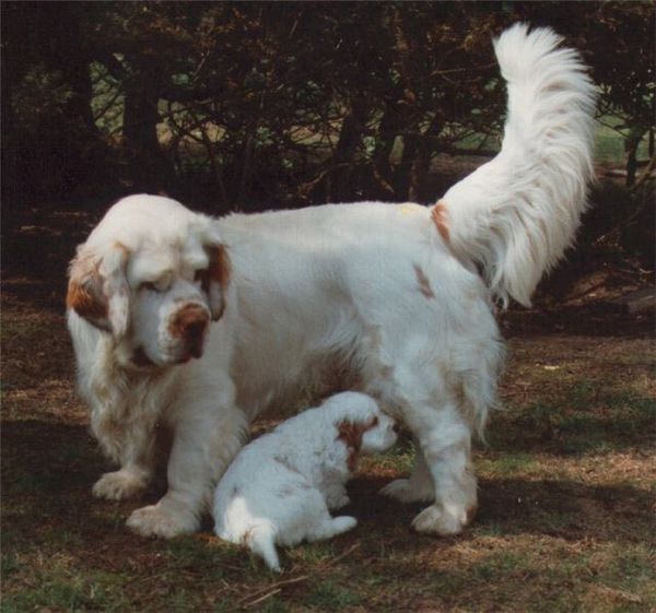 Кламбер-спаниель Кламбер-спаниель