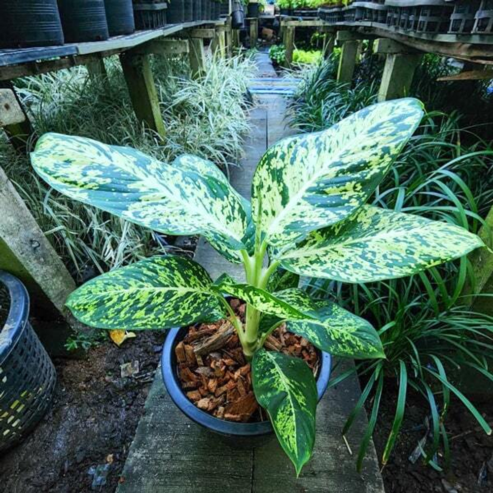 Диффенбахия KOOM BARAMEE (A106)