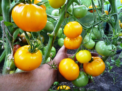 Помидоры Азоюшка — Azoychka
