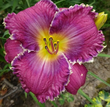 Лилейник Фейс Оф Зе Старс