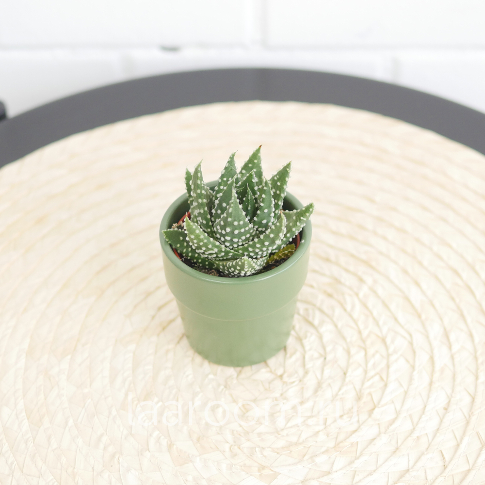 Хавортия Маргаритифера