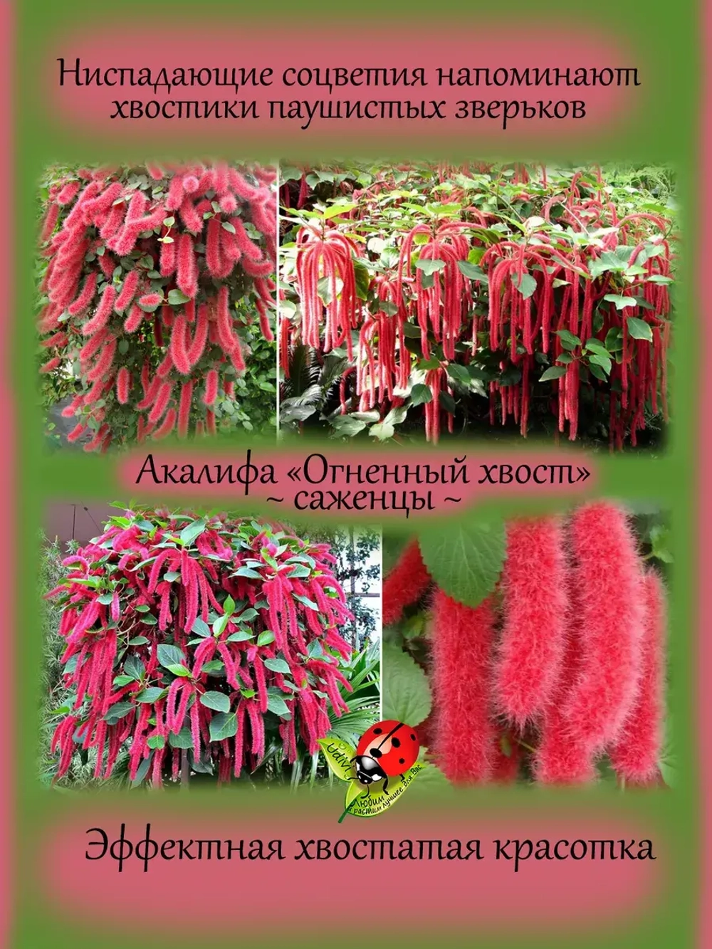 Акалифа Огненный хвост