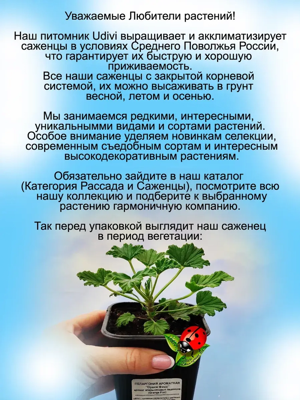 Пеларгония Оранж Фицц аромат апельсиновых леденцов