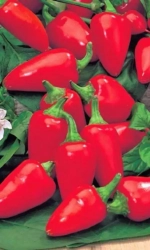 Семена Перец сладкий Малютка 20шт (УД) Е/П