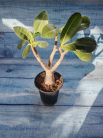 Adenium Baobab (Адениум)