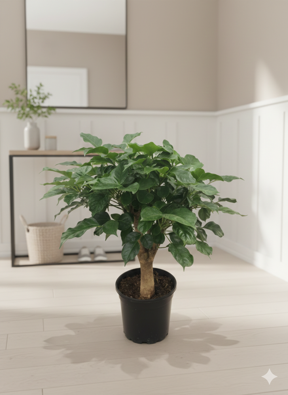 Радермахера Green Treasure д.12