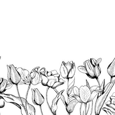 Тюльпаны клумба белые на белом фоне